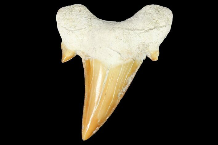 Fossil Shark Tooth (Otodus) - Morocco #103307